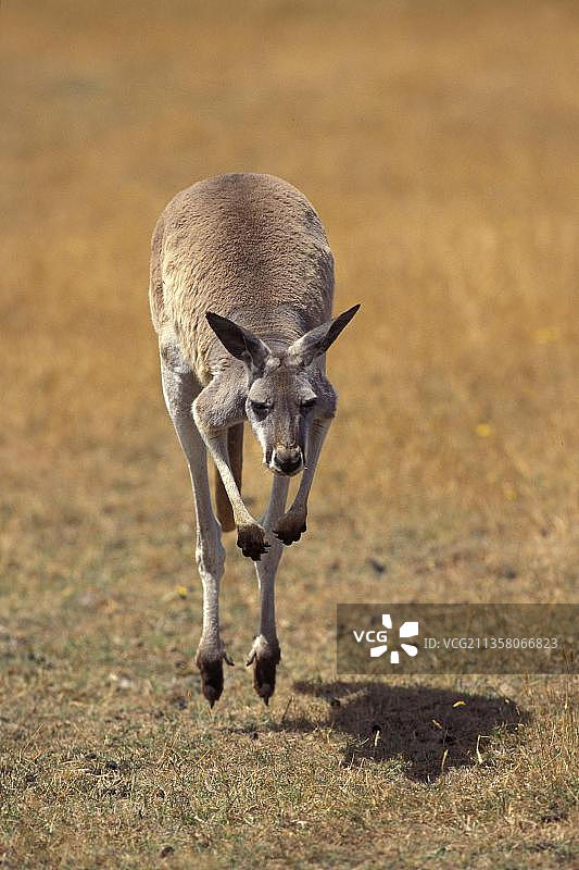 红袋鼠（macropus rufus）成年个体跳跃图片素材