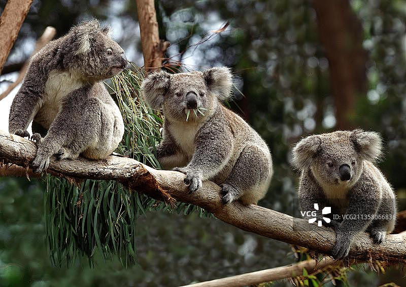 考拉（phascolarctos cinereus），栖息在树枝上，澳大利亚图片素材