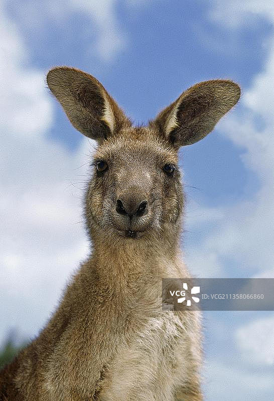 成年东部灰袋鼠肖像图片素材
