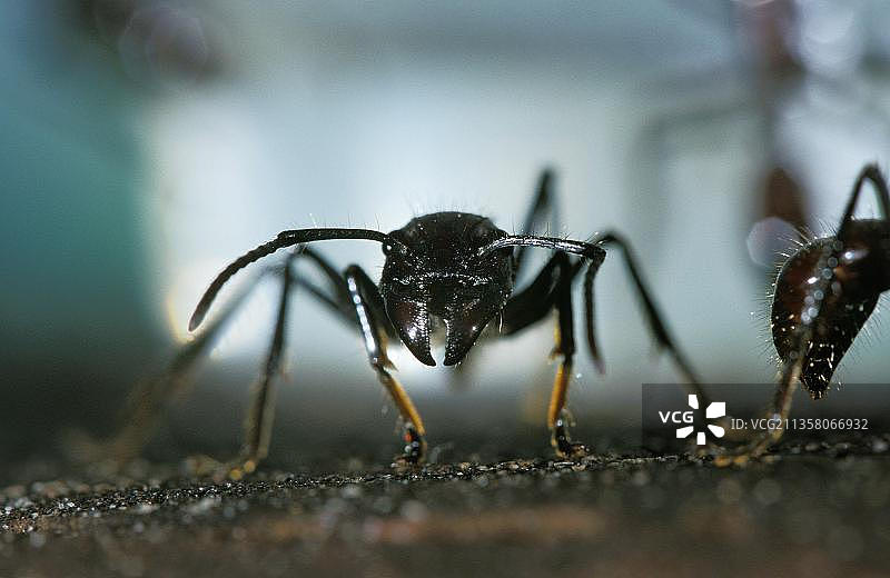 子弹蚁，巴拉圭蓬莱蚁，哥斯达黎加，中美洲图片素材
