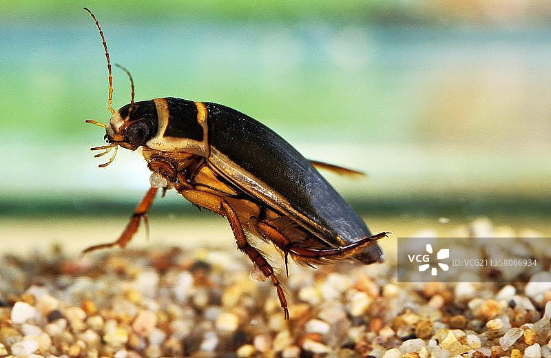 大龙虱成年图片素材