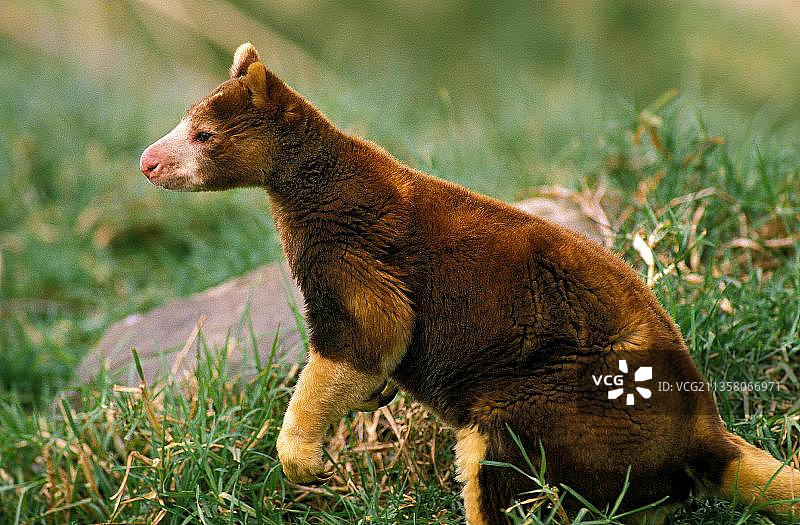 玛氏树袋鼠（Dendrolagus matschiei），成年个体在草地上图片素材