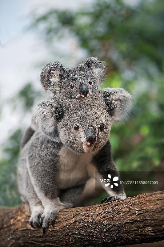 雌性考拉背着幼崽图片素材