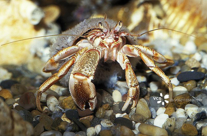 寄居蟹图片素材