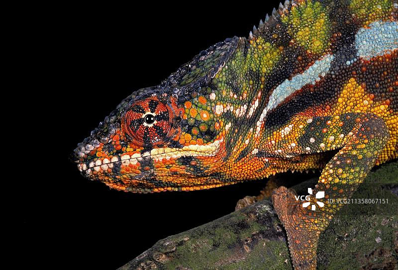 闭眼变色龙或珠宝变色龙（侧颈变色龙），成年个体肖像图片素材