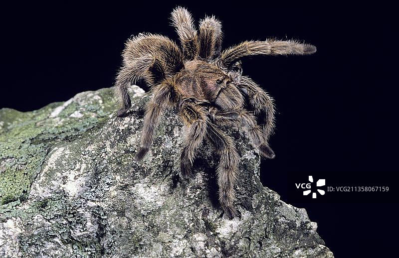 智利红玫瑰蜘蛛图片素材