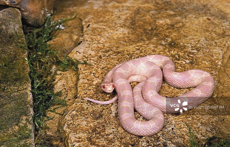 玉米蛇白化成年体图片素材