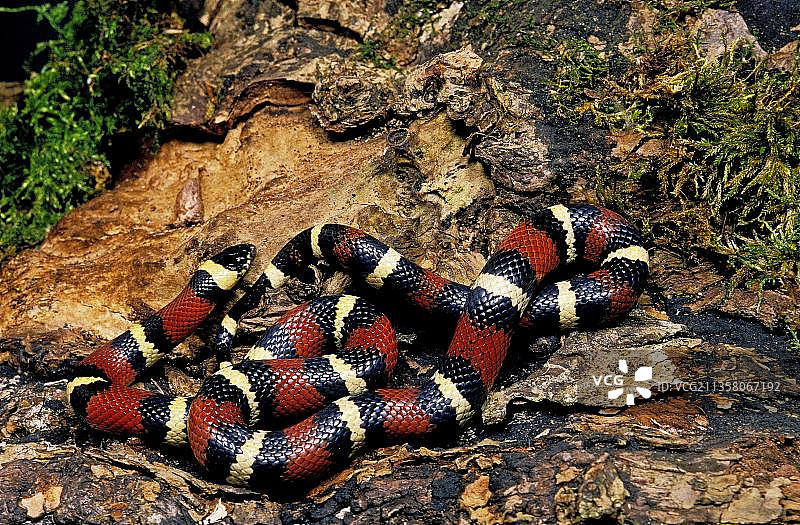 墨西哥奶蛇，环纹王蛇成蛇在树桩上图片素材