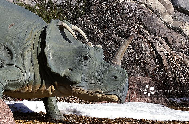 尖角龙：白垩纪晚期的草食性角龙类恐龙图片素材
