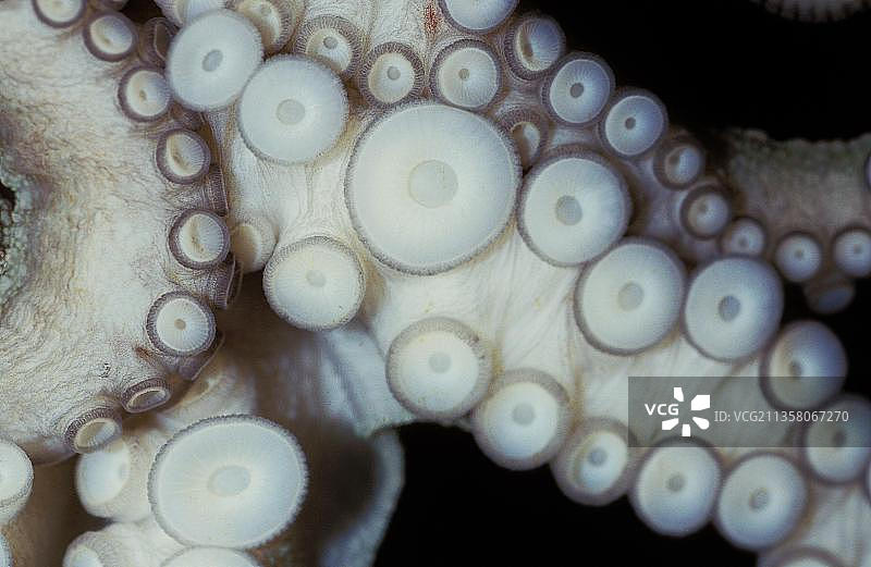 普通章鱼触手上吸盘的特写图片素材