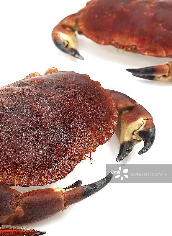 可食用螃蟹、小龙虾（寄居蟹）、甲壳类动物，白色背景图片素材