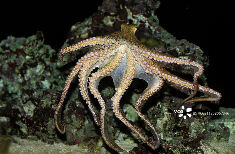 游泳成年章鱼图片素材