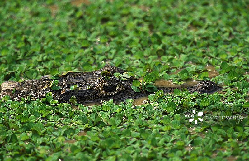 巴西潘塔纳尔湿地中的宽吻凯门鳄图片素材