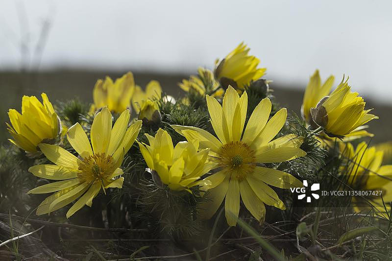春季雉眼花图片素材