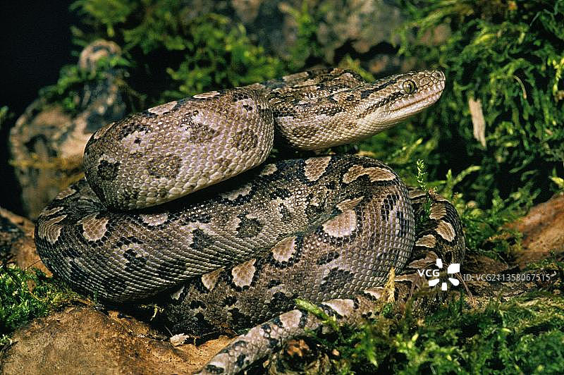成年阿根廷彩虹蚺图片素材