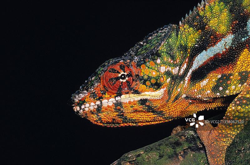 侧颈避役或地毯变色龙成年个体肖像图片素材