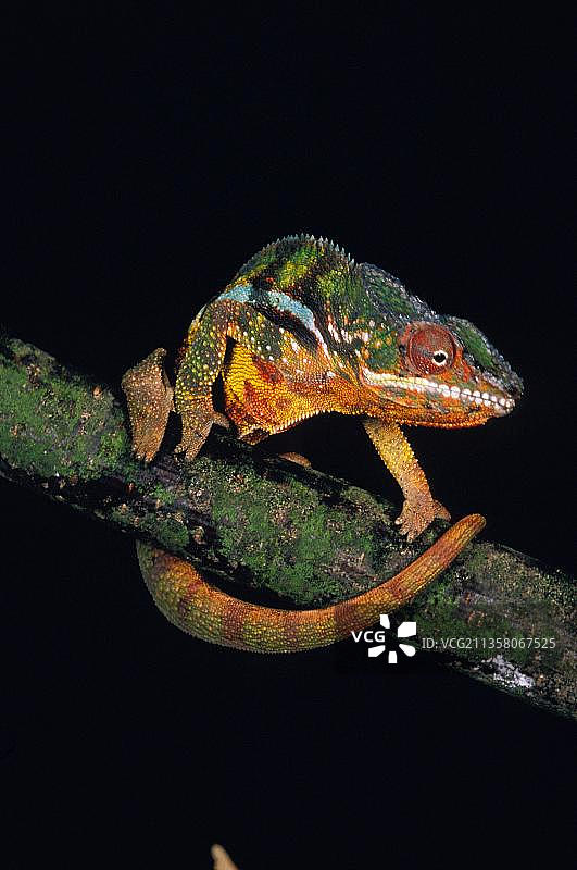 变色龙图片素材