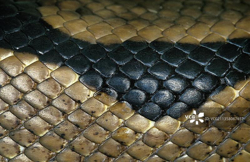 球蟒皮肤特写图片素材