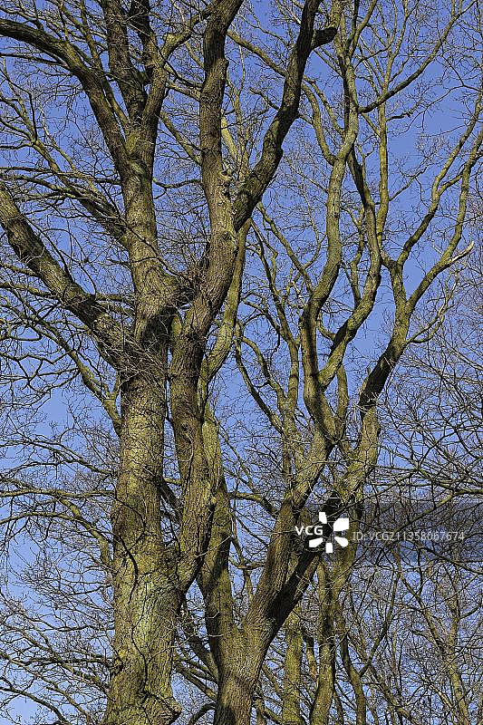 英国栎树，于尔瑟布鲁赫自然保护区，克雷费尔德，北莱茵-威斯特法伦，于尔瑟布鲁赫，德国，欧洲图片素材