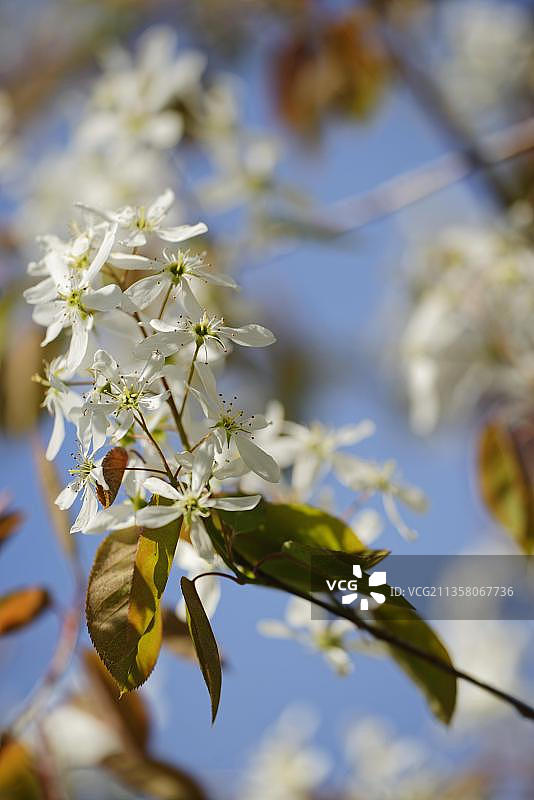 雪 सर्विस बेरी（Amelanchier lamarckii）图片素材