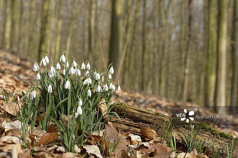 森林里的雪花莲（Galanthus nivalis），于尔斯山自然保护区，德国克雷费尔德图片素材