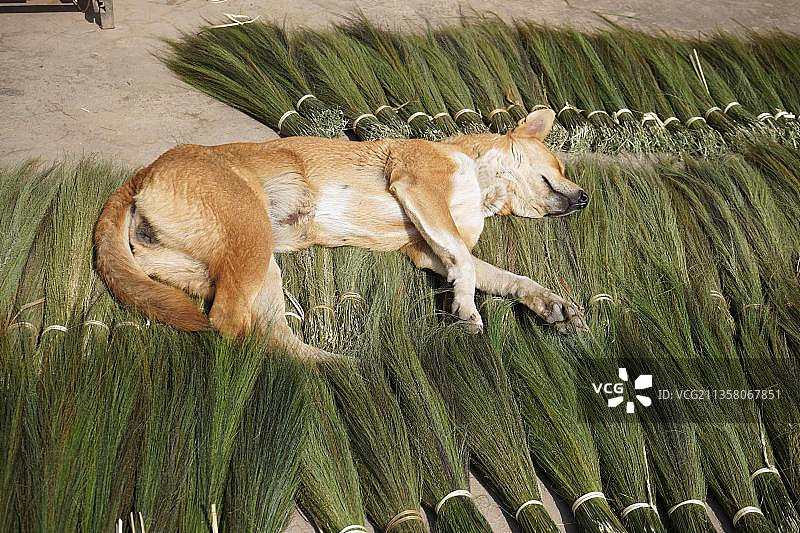 在虎草上睡觉的狗，老挝乌多姆赛省图片素材
