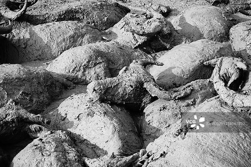 老挝万象省万荣附近泥坑里的水牛图片素材