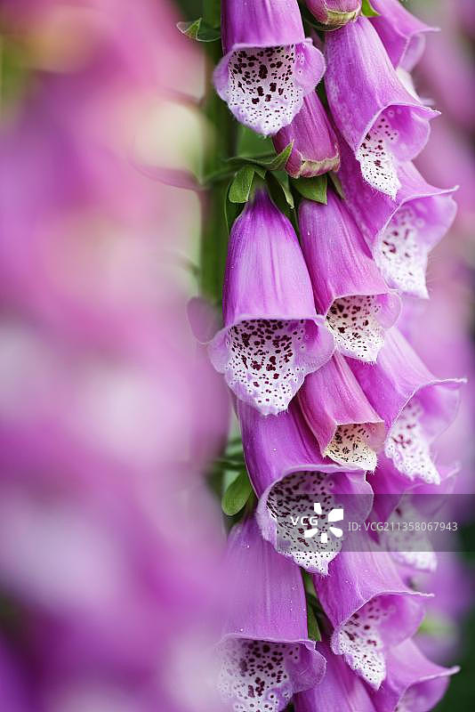 毛地黄图片素材