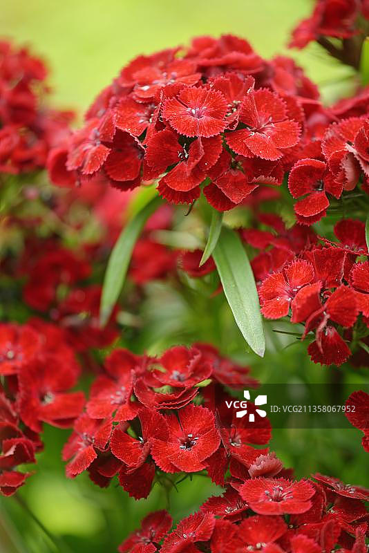 香石竹图片素材