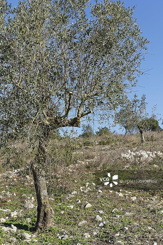葡萄牙中部地区圣卡塔琳娜达塞拉的橄榄树图片素材