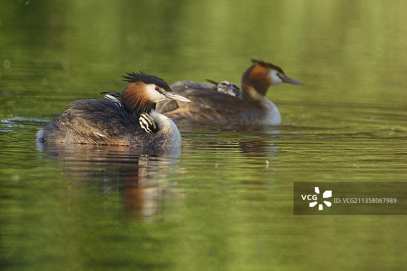 凤头䴙䴘与幼鸟，位于德国北莱茵-威斯特法伦州图片素材