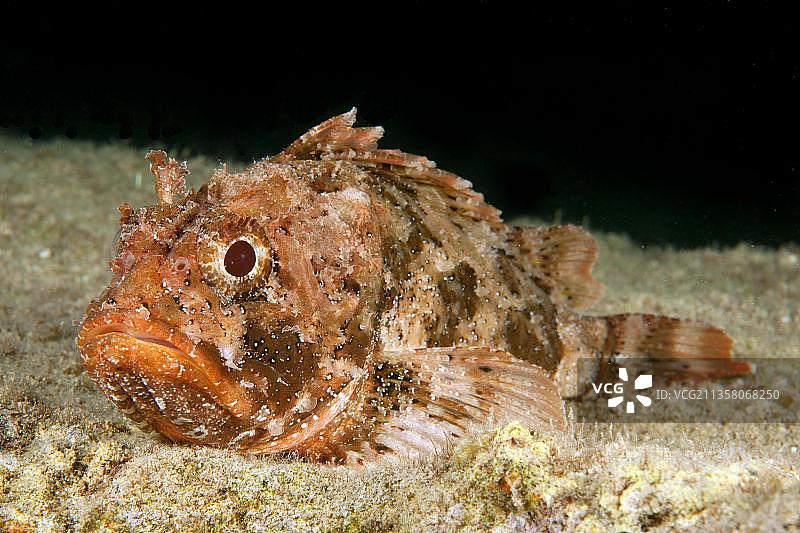 大西洋红蝎子鱼图片素材