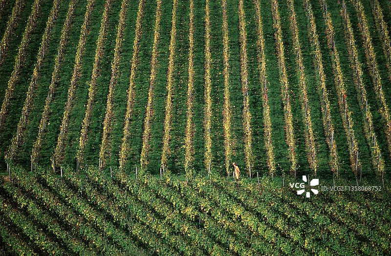 德国黑森州基德里希葡萄园风光图片素材