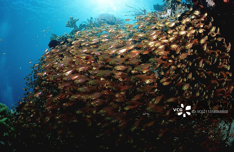 印度尼西亚科莫多国家公园的玻璃鱼图片素材