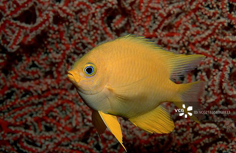 斐济群岛金色雀鲷侧面图图片素材
