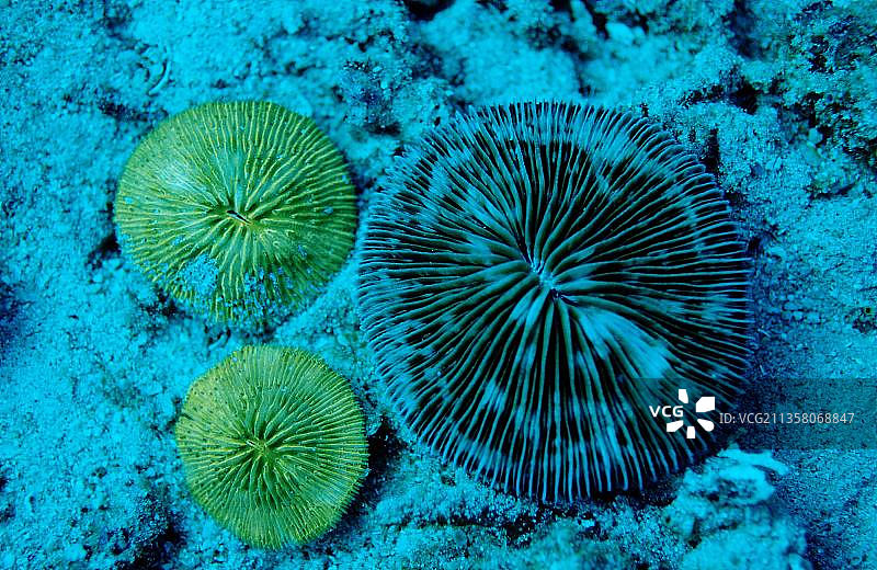 科莫多国家公园的蘑菇珊瑚图片素材