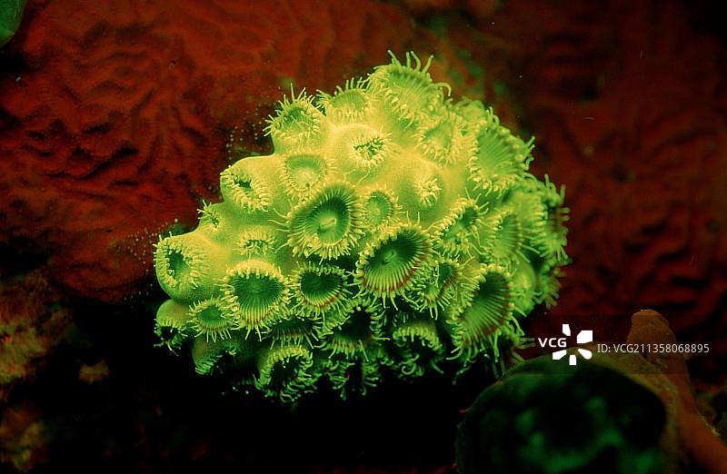 地毯海葵，印度尼西亚科莫多国家公园图片素材