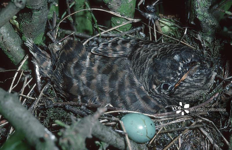 欧洲比利时， Dunnock巢中的年轻Common Cuckoo (Cuculus canorus)图片素材