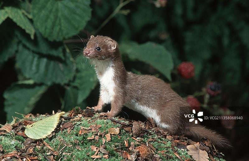 伶鼬，比利时，欧洲图片素材