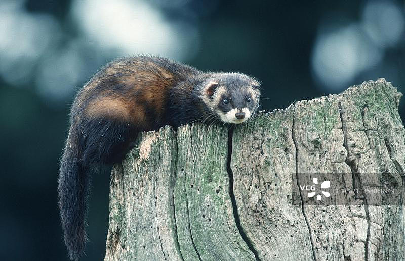 欧洲雪貂，比利时图片素材