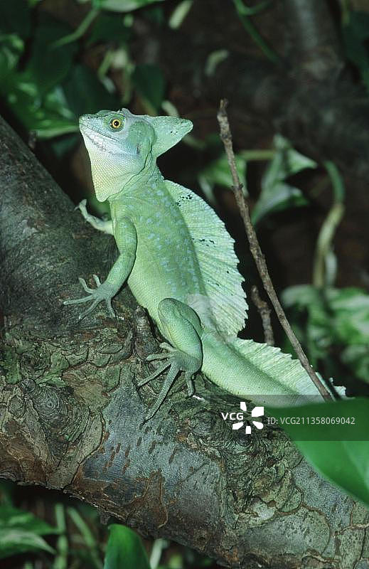 羽冠蜥图片素材