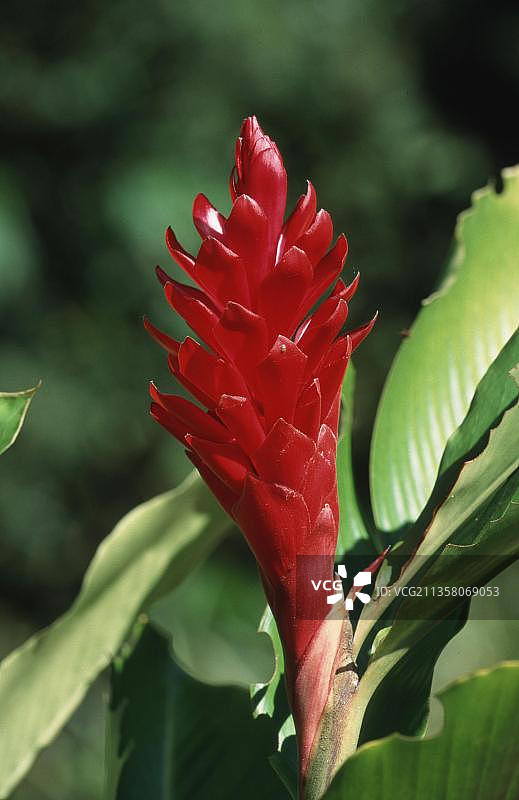 红红姜（Alpinia purpurata），花卉植物图片素材