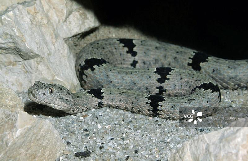 带状岩石响尾蛇图片素材