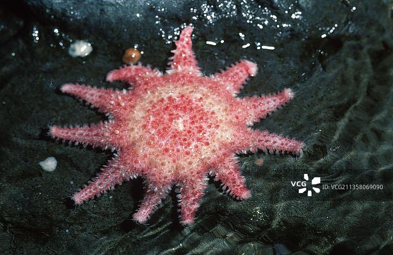 普通太阳海星图片素材