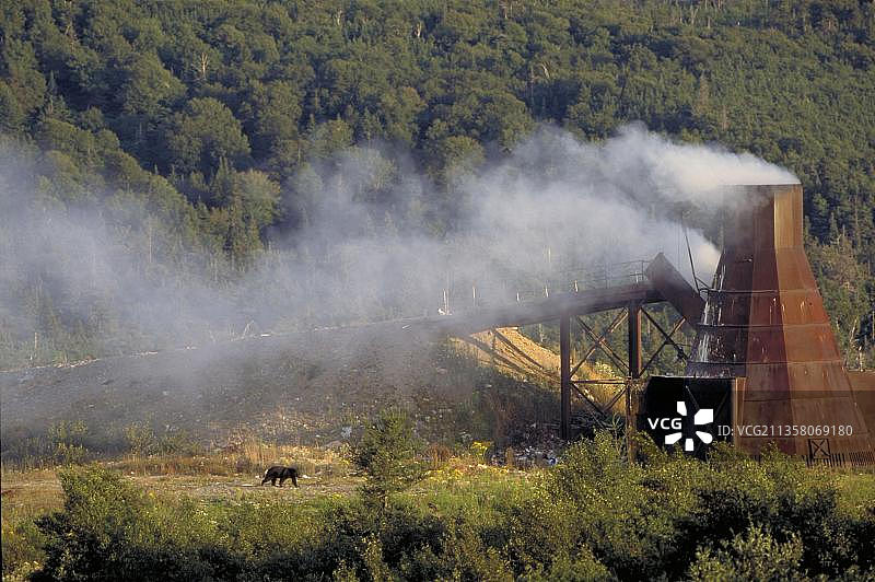 魁北克垃圾场的黑熊（美洲黑熊）图片素材