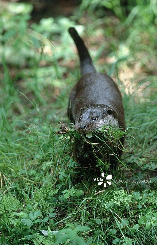 欧亚水獭图片素材