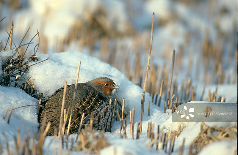 冬季的灰山鹑图片素材