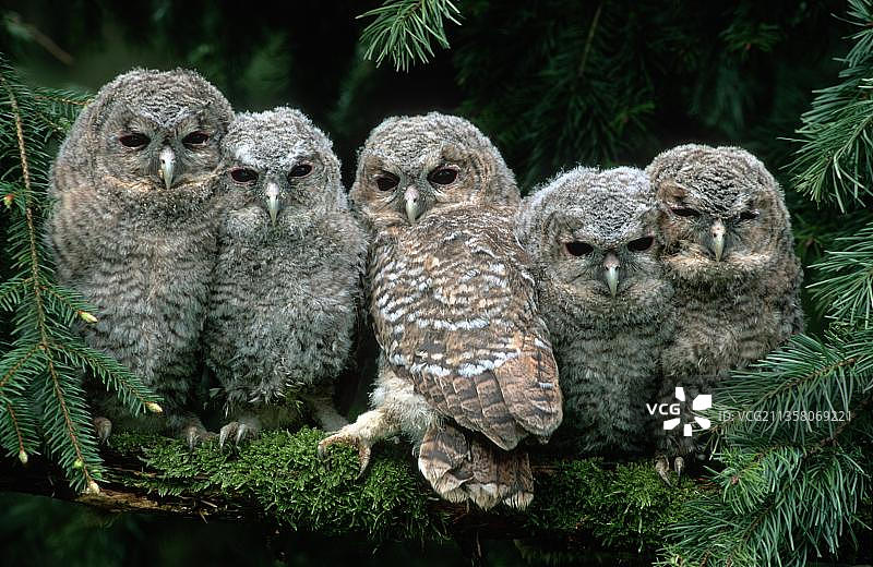 褐林鸮幼鸟图片素材