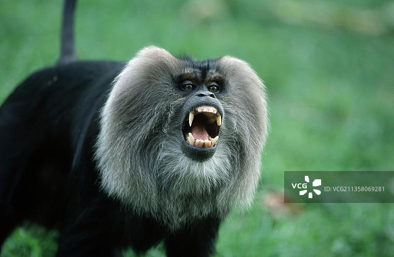 狮尾猕猴图片素材