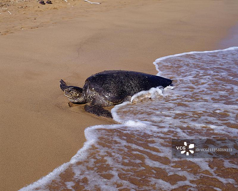 加拉帕戈斯绿海龟上岸图片素材